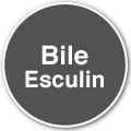 Bile Esculin