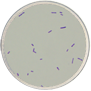 Gram Positive