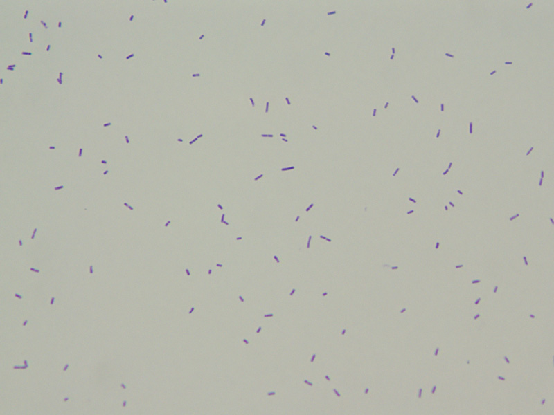 Gram Positive - image