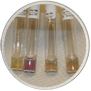 Decarboxylase (Control yellow = valid, Lysine purple = positive, Ornithine yellow = negative, Argenine yellow = negative)