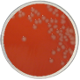 Acinetobacter baumanii