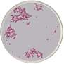 Gram Negative Cocci